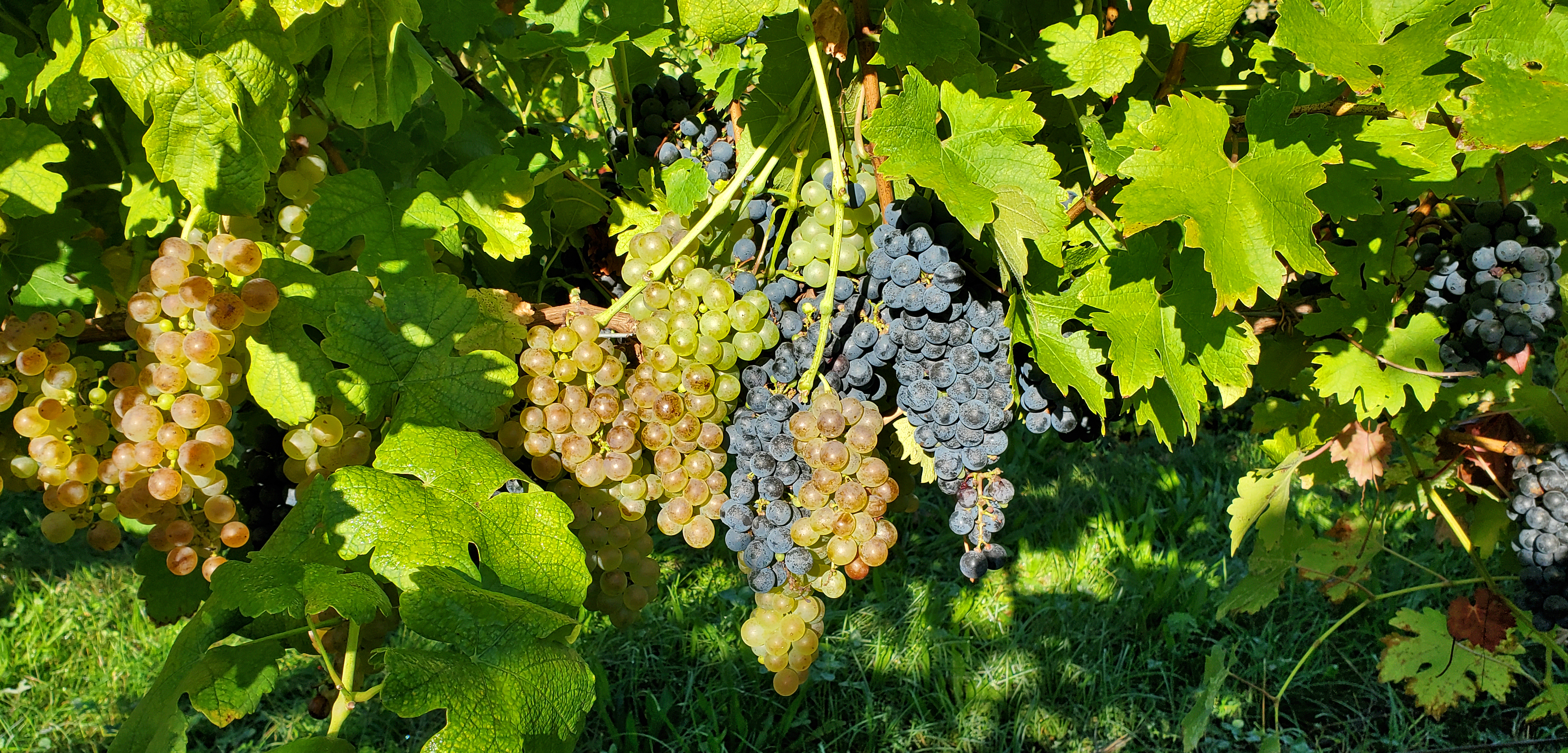 Grapes hanging off a tree.